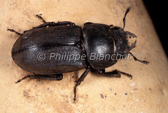 dorcus parallelipipedus.JPG - Dorcus parallelipipedusPetite bicheStag beetleColeoptera, LucanidaeFrance
